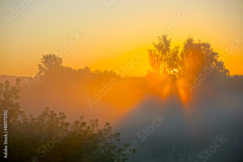 Sun shines through the trees in the mist at dawn