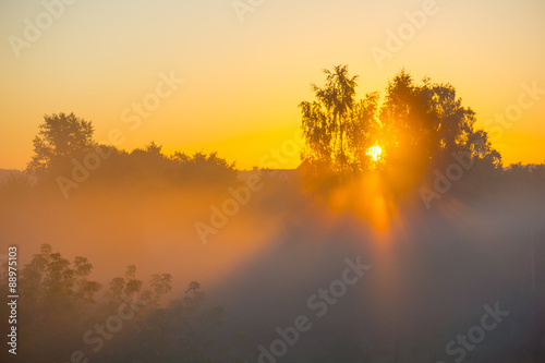 Sun shines through the trees in the mist at dawn