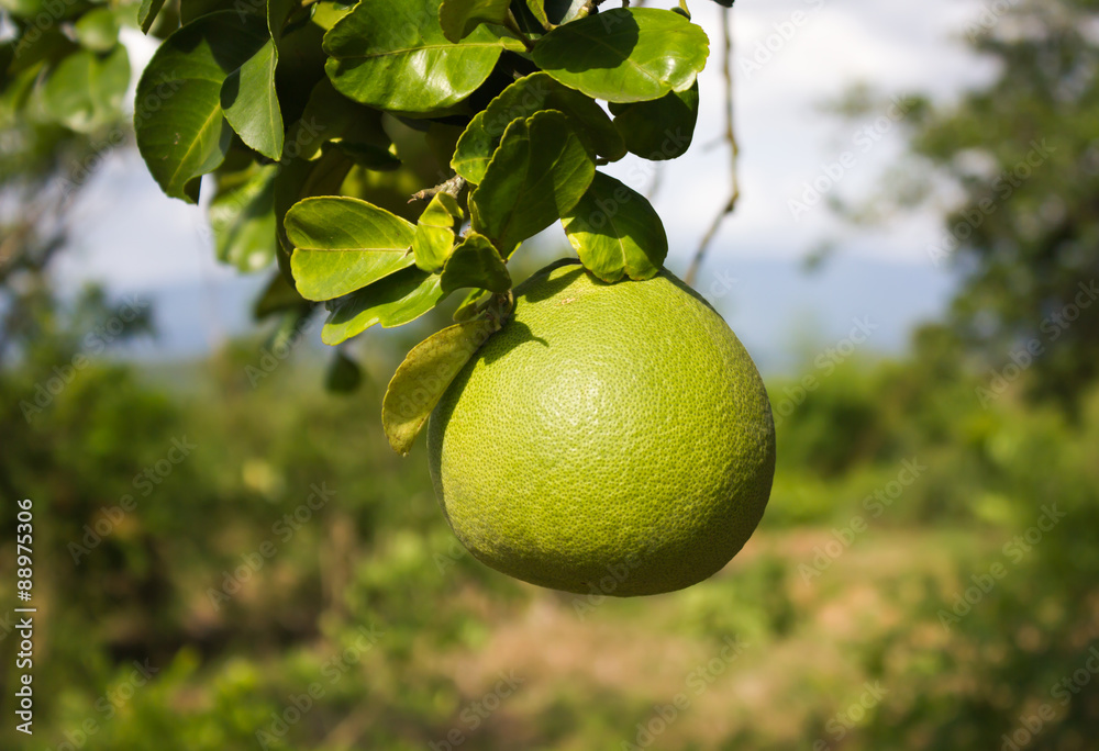 Fresh pomelo on tree with natural garden background 