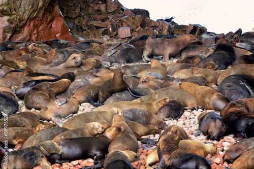 Fur seals and sea lions, Ballestas islands, Peru