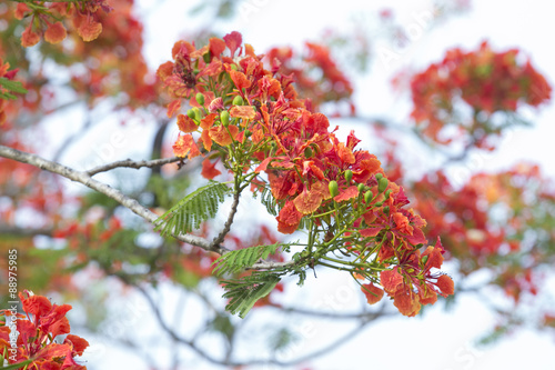 Flame Tree flower, Royal Poinciana flower (Flam boyant) photo