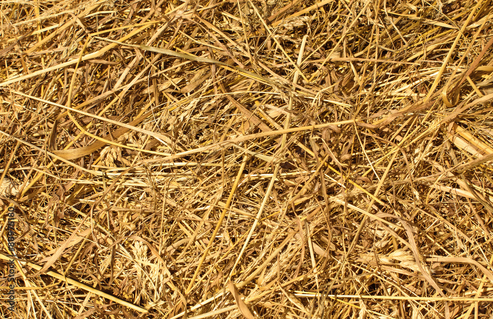 Dry Golden Hay or Straw Texture as Natural Background