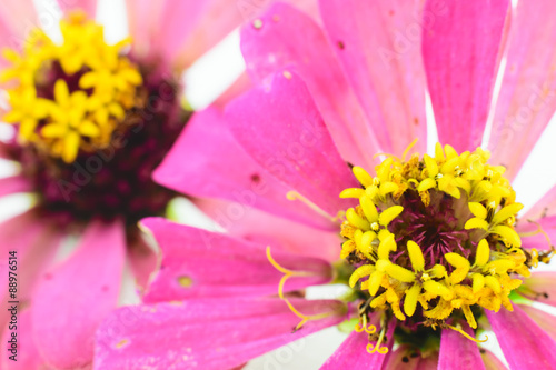 Pink zinnia petals flower