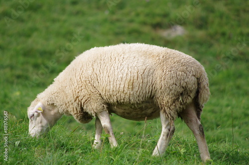 élevage ovin - mouton au pré