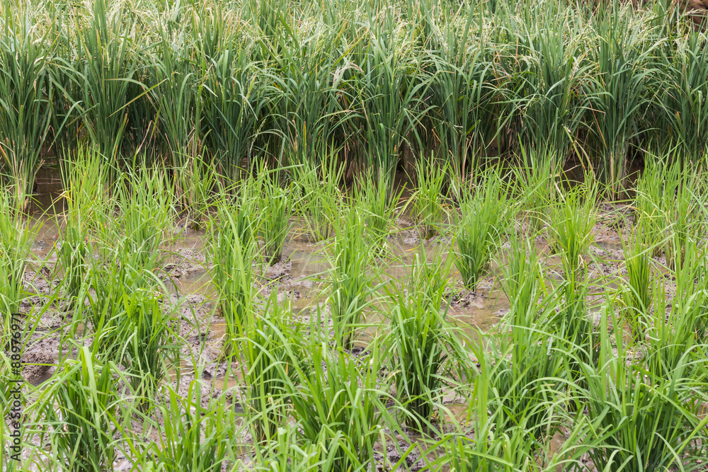 Fototapeta premium Rice plant in paddy