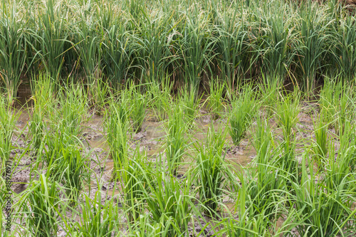 Rice plant in paddy