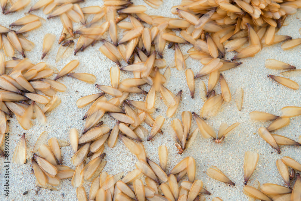 many of brown winged termite (alates) on ground. many of brown winged termite (alates) on ground.