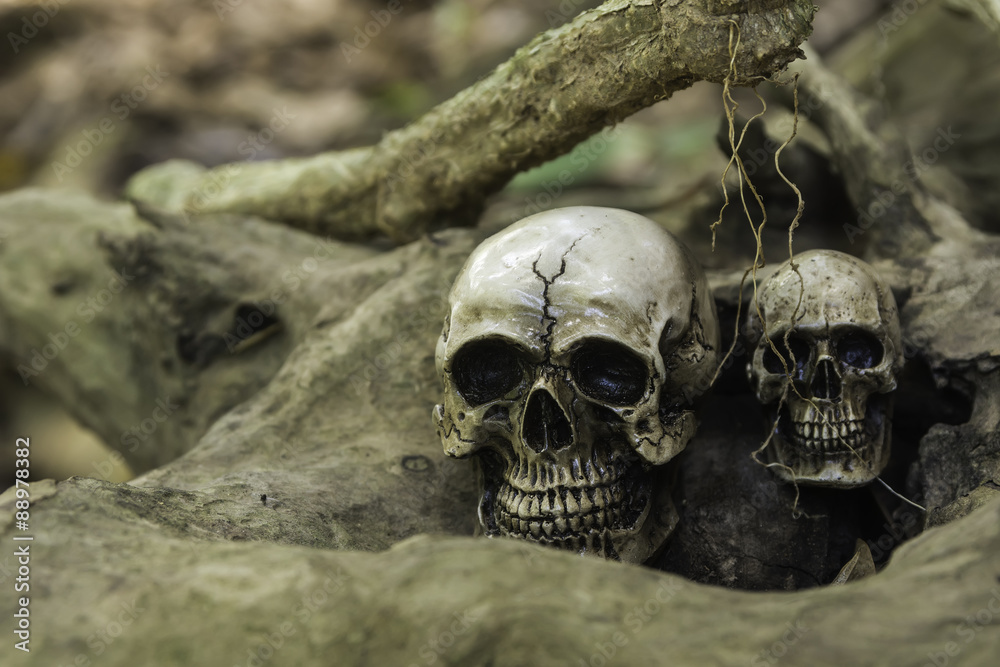 The skull or skeleton of human photography The skull or skeleton of human photography