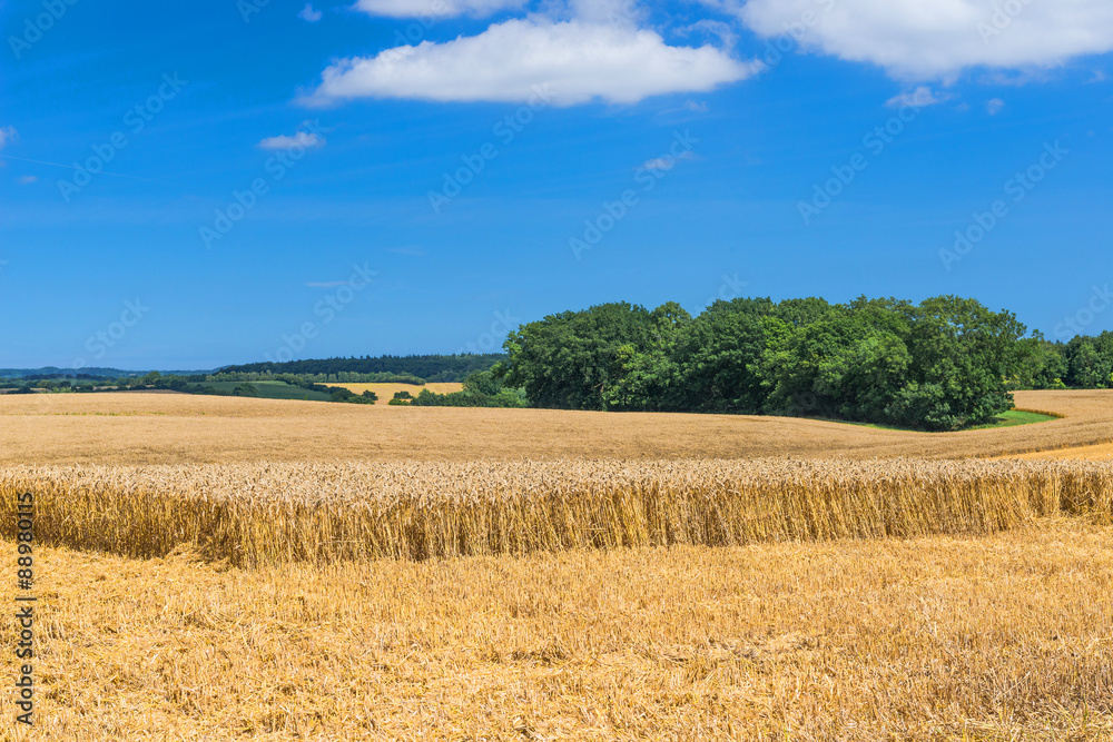 Cultural landscape with ripe wheat field during harvest time - 2703