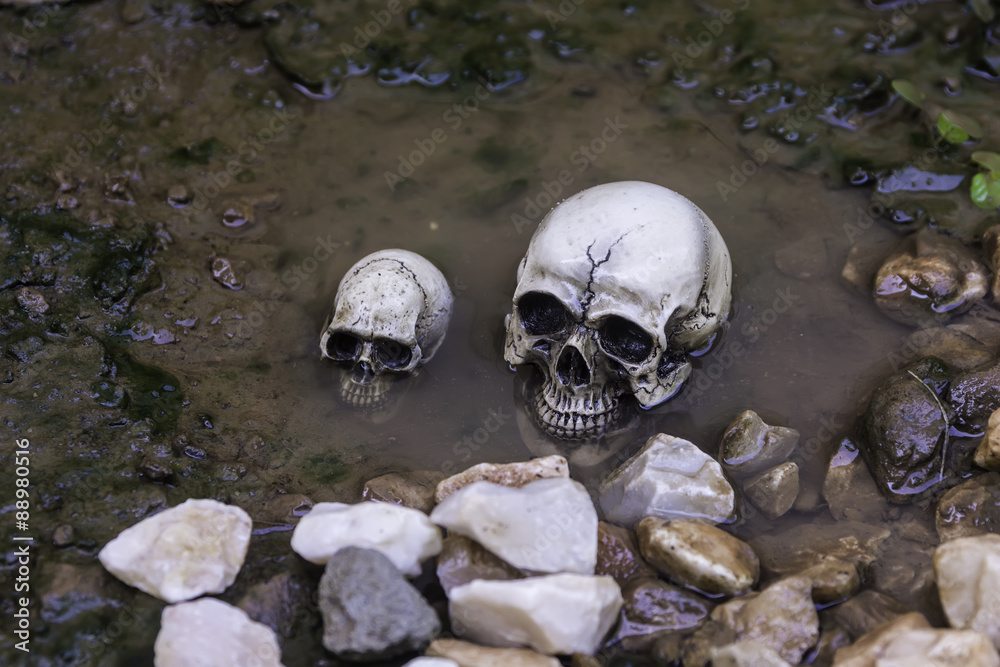The skull or skeleton of human photography The skull or skeleton of human photography