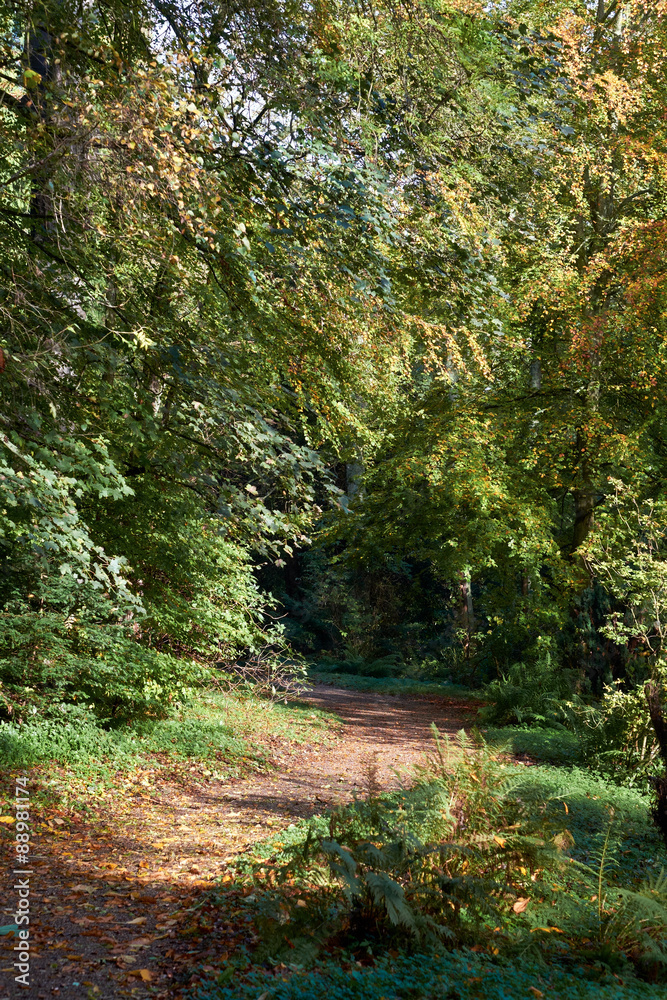 Fototapeta premium A winding trail through English woodlands.