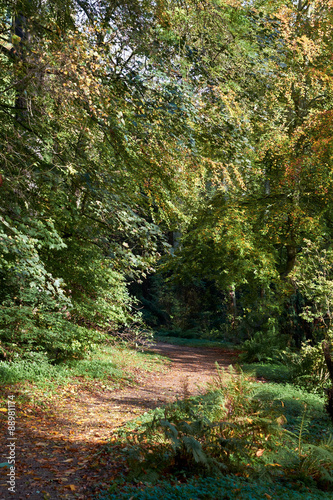 A winding trail through English woodlands.