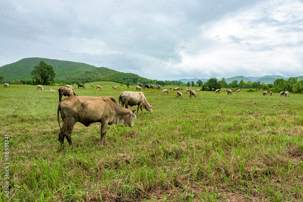 cow on pasture