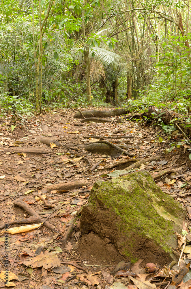 Obraz premium stone with moss on the forest trails, Chaloem Rattanakosin Natio