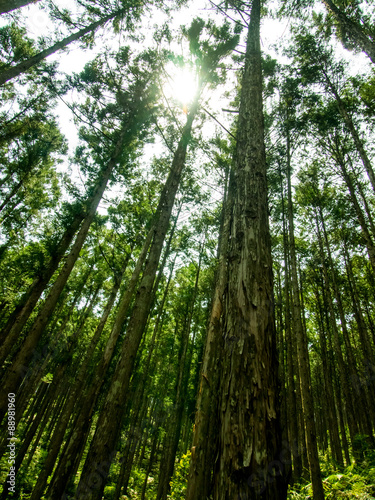 World Heritage Forest Kumano Kodo in Japan in May