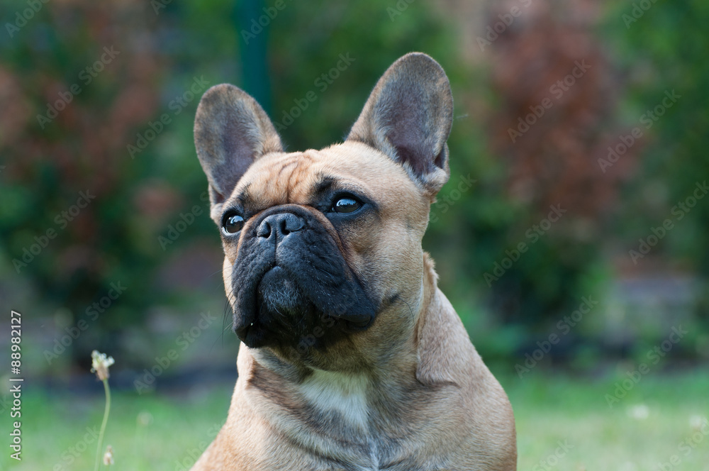 Fototapeta premium Frenchy 5