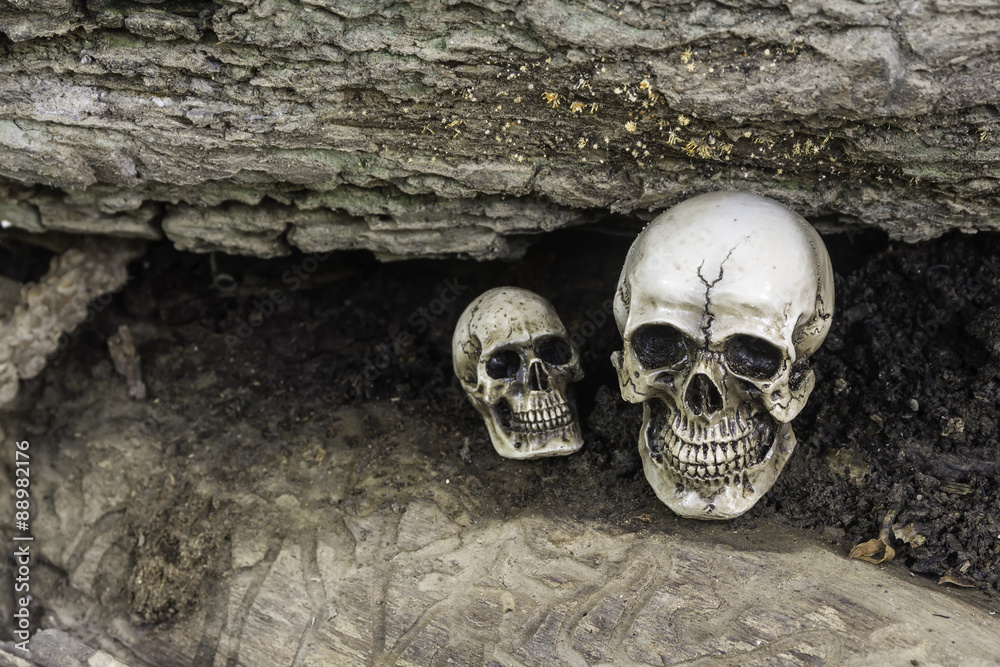 The skull or skeleton of human photography The skull or skeleton of human photography