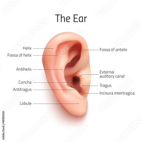 Realistic infographic ear icon.