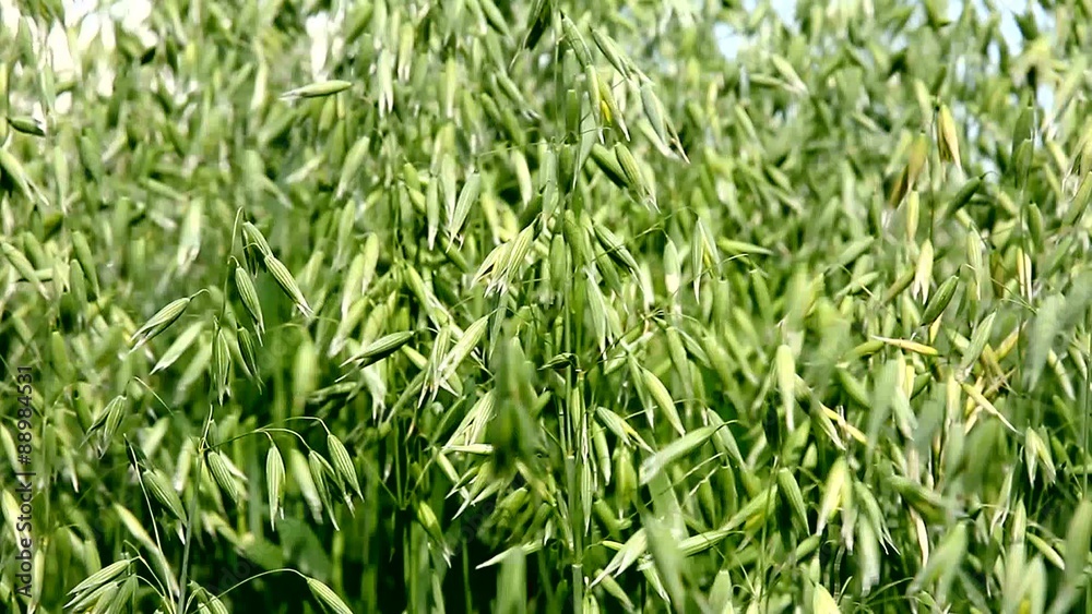 Oats immature in the wind. Young ears of oats. Green wheat agriculture field. Beautiful texture and background. Cereals. Agricultural land. Agronomy. Planting grass. Harvest. Barley and rye. Oats immature in the wind. Young ears of oats. Green wheat agriculture field. Beautiful texture and background. Cereals. Agricultural land. Agronomy. Planting grass. Harvest. Barley and rye.