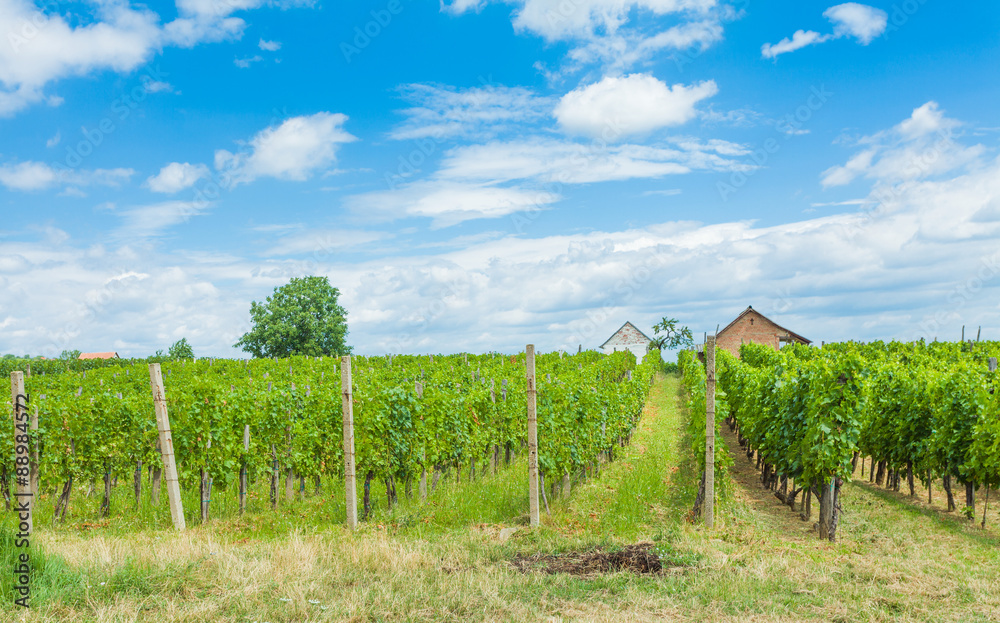 Obraz premium Grapevines and winery