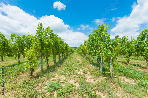 Growing grapes