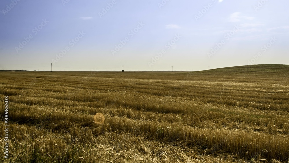 working harvesting combine in the field of wheat
working harvesting combine in the field of wheat