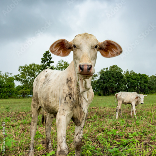 cow on pasture © bouybin