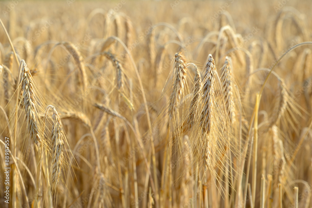 Fototapeta premium Getreidefeld