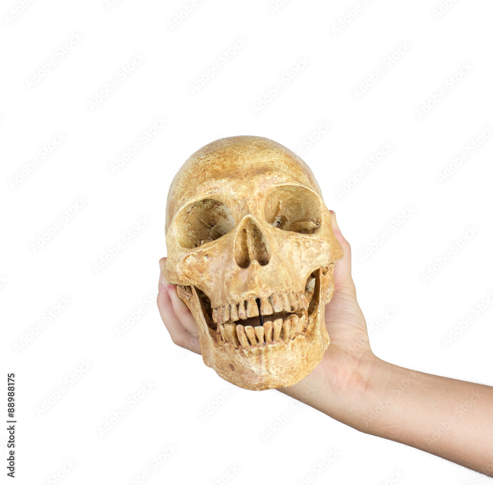 Fototapeta premium hand holding skull isolated on white background