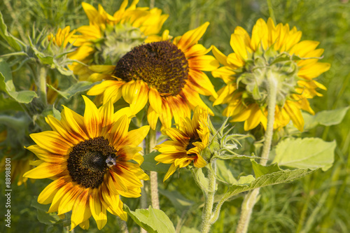 sunflowers in the garden (Helianthus)