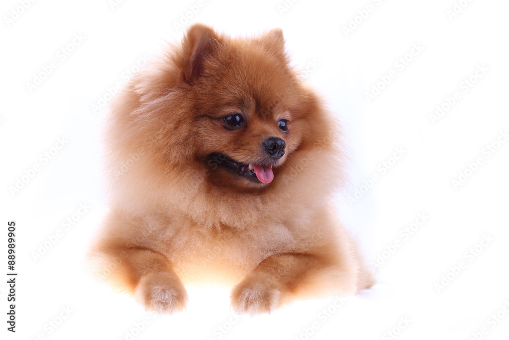 brown pomeranian dog isolated on white background brown pomeranian dog isolated on white background