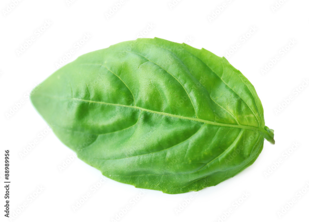 Leaf of green fresh basil isolated in white Leaf of green fresh basil isolated in white