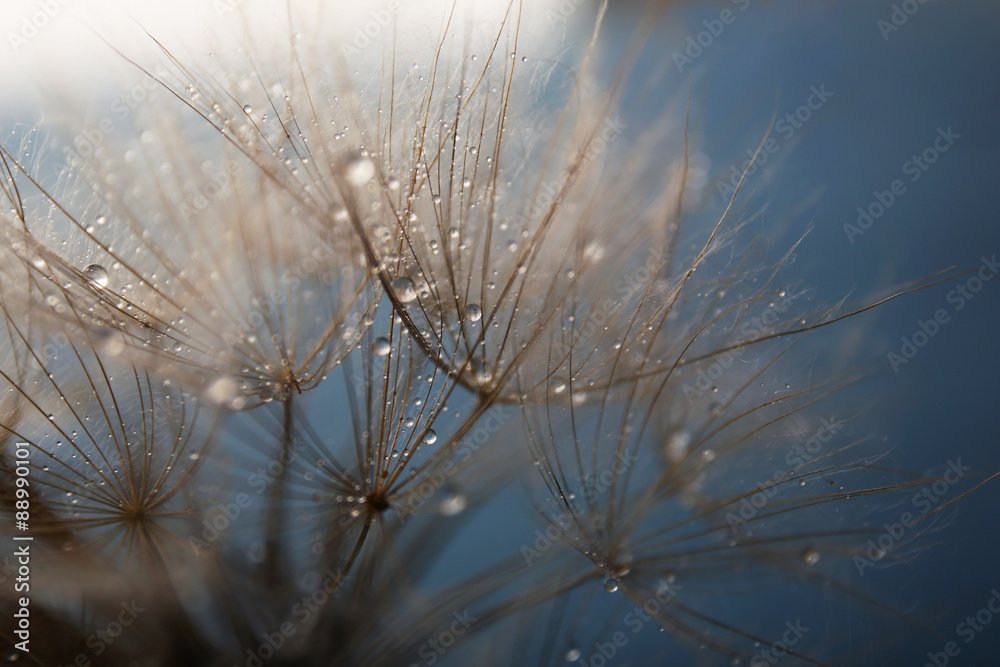 Beautiful dandelion with water drops on gray background