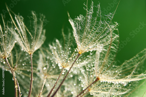 Beautiful dandelion with wa...
