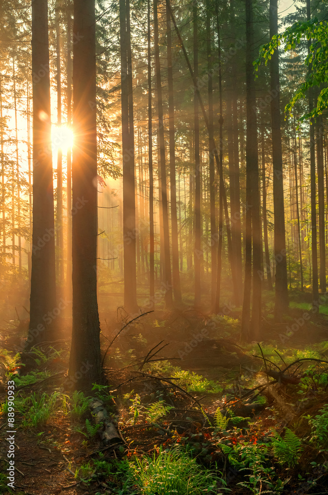 Fototapeta premium forest