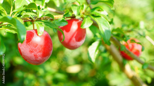 Ripe cherry-plums on the plum-tree