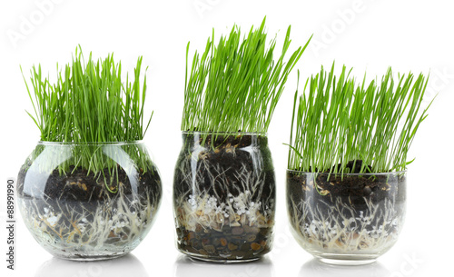 Green grass in transparent ...
