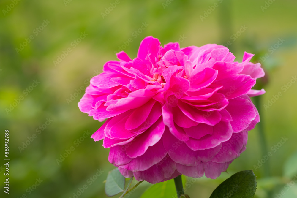 beautiful rose in garden beautiful rose in garden