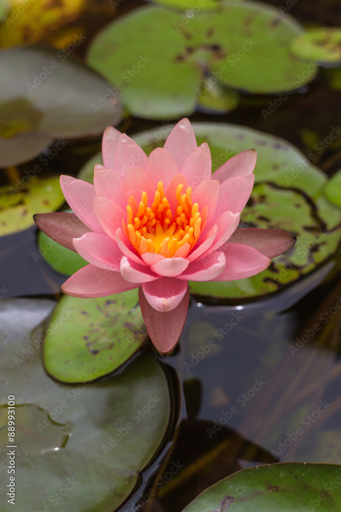 pink lotus flower with the leaf under sunlight pink lotus flower with the leaf under sunlight