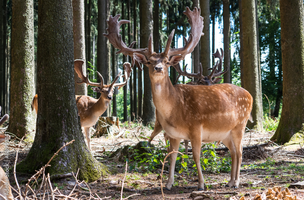 Fototapeta premium Jung Hirsch Rotwild