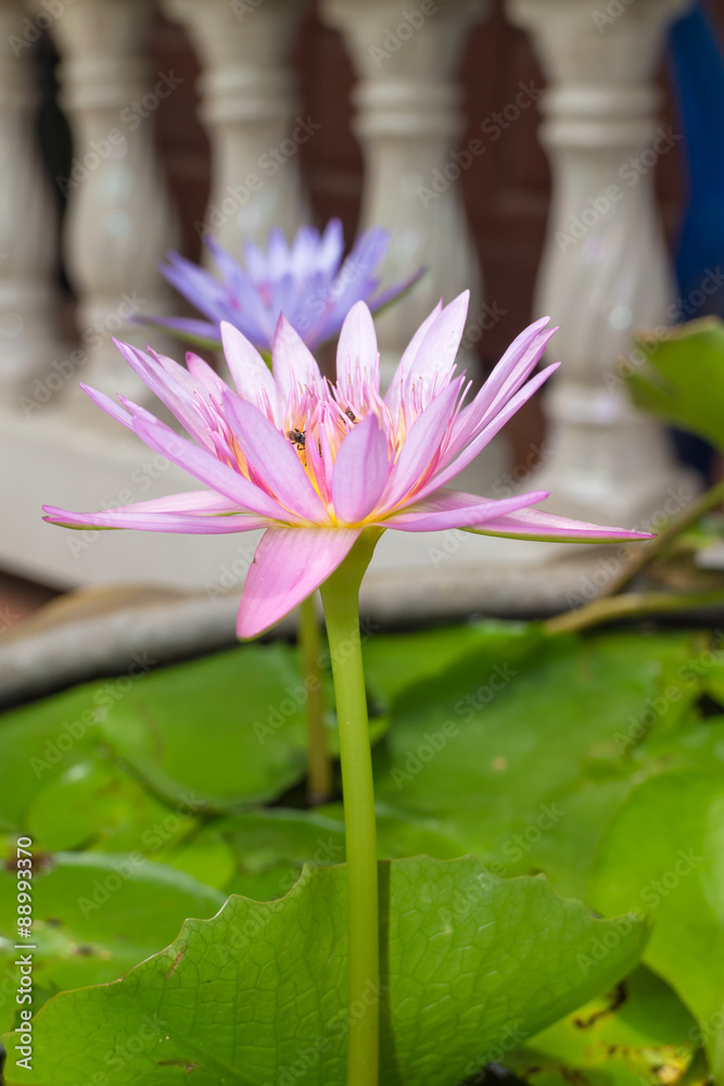purple lotus flower with the leaf under sunlight purple lotus flower with the leaf under sunlight