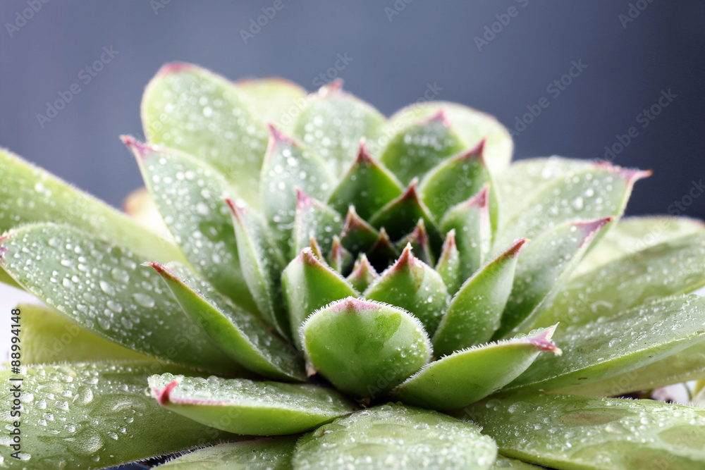 Beautiful succulent plant with water drops close up