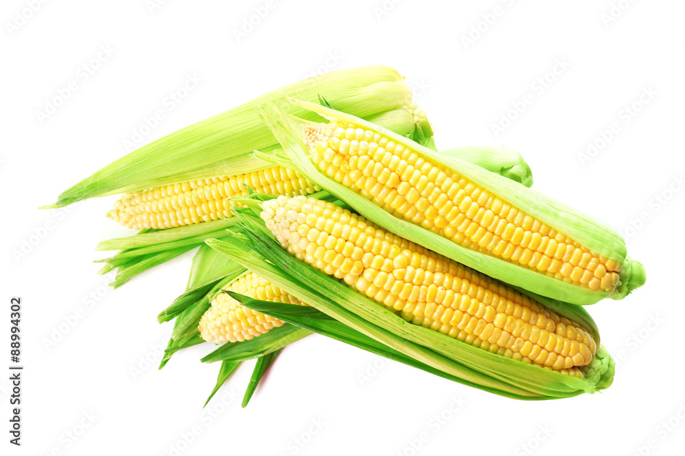 Fresh corn on cobs isolated on white Fresh corn on cobs isolated on white