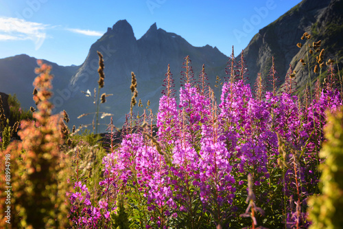 Flowers, Lofoten islands, Norway