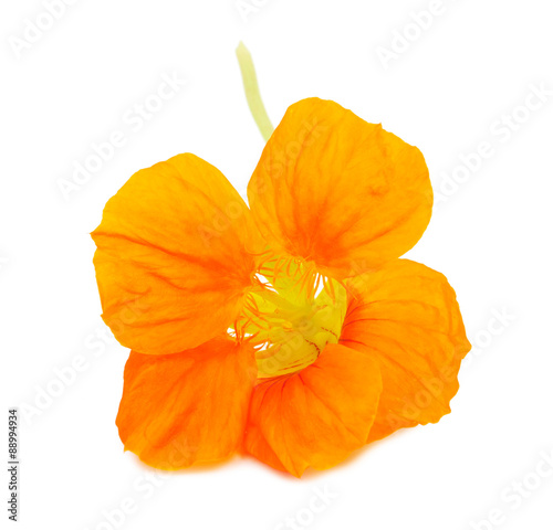 Nasturtium Orange flower