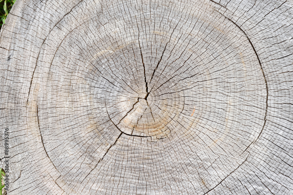 Fototapeta premium 切り株