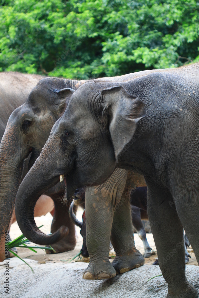 Elephant pack waiting for feeding from traveler