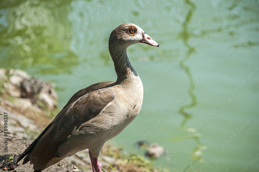 Egyptian goose on pond waters background in sunny day Egyptian goose on pond waters background in sunny day
