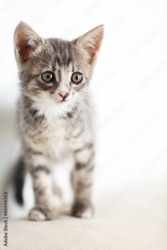 Cute gray kitten at home