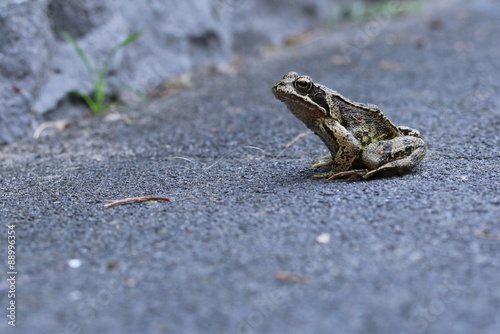 brown frog